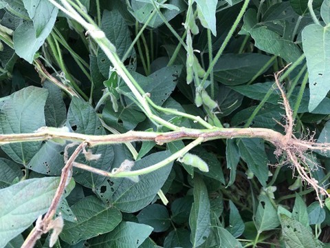 Figure 4. A lesion starting at the node and expanding down the stem. Often Southern Stem Canker lesions are present on one side of the stem as in this image. (GROWMARK, Inc.) Figure 4. A lesion starting at the node and expanding down the stem. Often Southern Stem Canker lesions are present on one side of the stem as in this image. (GROWMARK, Inc.)